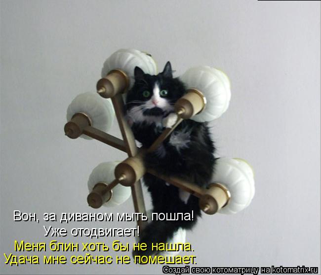 Котоматрица: Вон, за диваном мыть пошла! Уже отодвигает! Меня блин хоть бы не нашла. Удача мне сейчас не помешает.