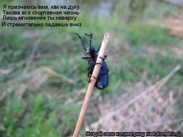 Котоматрица: Я признаюсь вам, как на духу.  Такова вся спортивная жизнь Лишь мгновение ты наверху И стремительно падаешь вниз