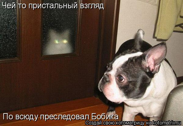 Котоматрица: Чей то пристальный взгляд По всюду преследовал Бобика