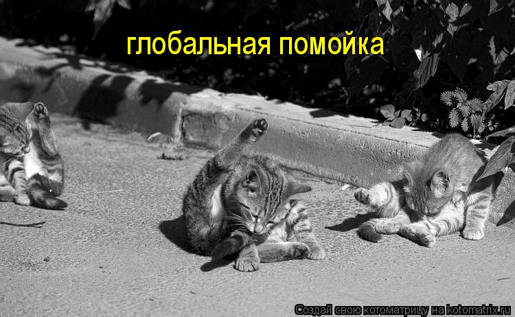Котоматрица: глобальная помойка