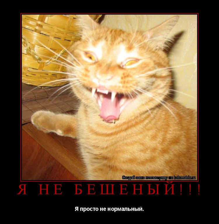 Я не бешеный!!! Я просто не нормальный.... Котоматрица: Я не бешеный!!! Я просто не нормальный.