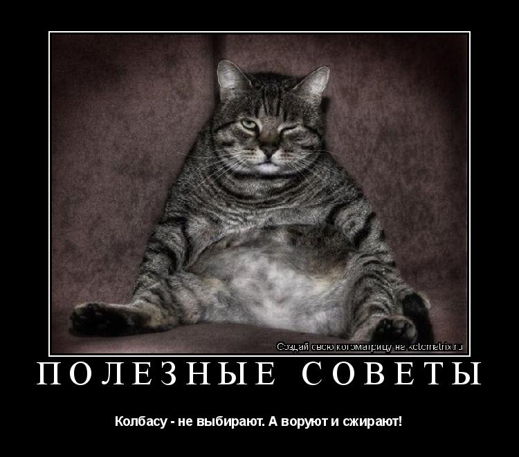 Котоматрица: ПОЛЕЗНЫЕ СОВЕТЫ Колбасу - не выбирают. А воруют и сжирают!