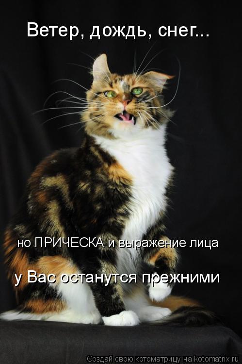 Котоматрица: Ветер, дождь, снег... но ПРИЧЕСКА и выражение лица у Вас останутся прежними