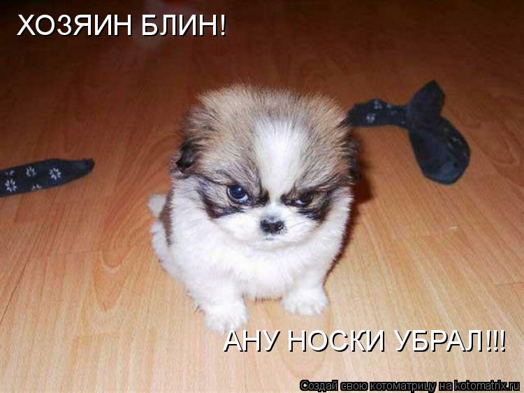 Котоматрица: ХОЗЯИН БЛИН! АНУ НОСКИ УБРАЛ!!!
