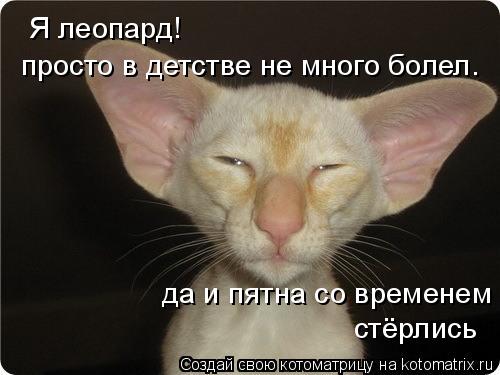 Котоматрица: Я леопард! просто в детстве не много болел. да и пятна со временем стёрлись