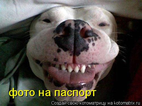 Котоматрица: фото на паспорт