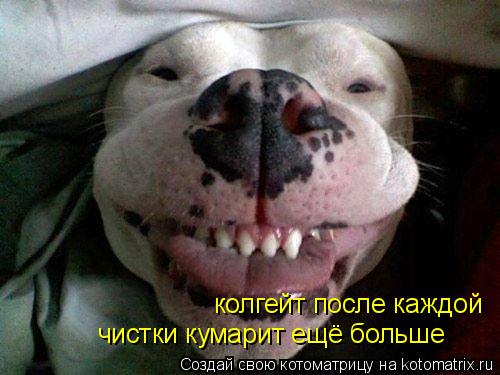 Котоматрица: колгейт после каждой чистки кумарит ещё больше