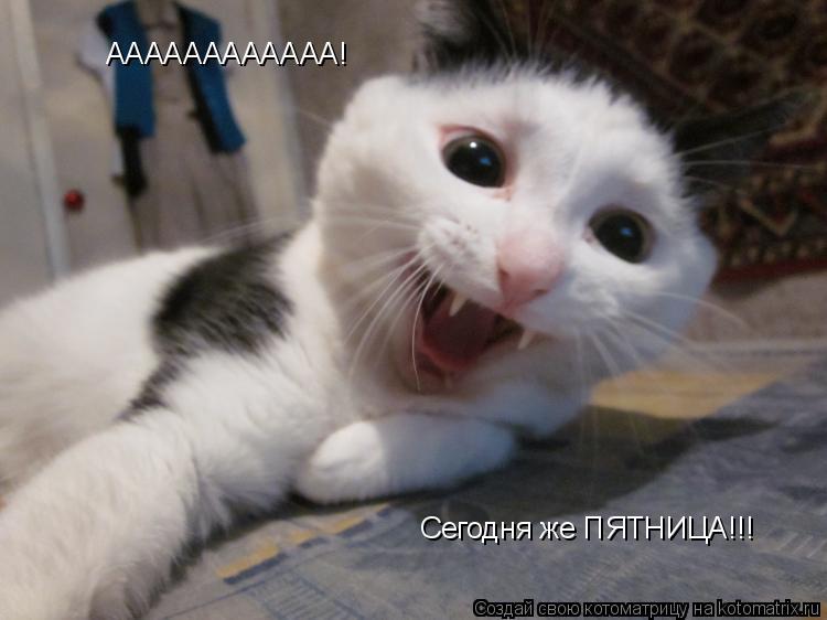 Котоматрица: АААААААААААА! Сегодня же ПЯТНИЦА!!!