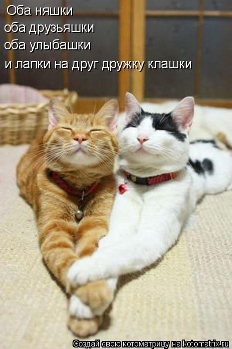 Котоматрица: Оба няшки оба друзьяшки оба улыбашки и лапки на друг дружку клашки