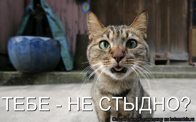 Котоматрица: ТЕБЕ - НЕ СТЫДНО?
