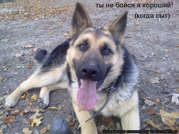 Котоматрица: ты не бойся я хороший! (когда сыт)