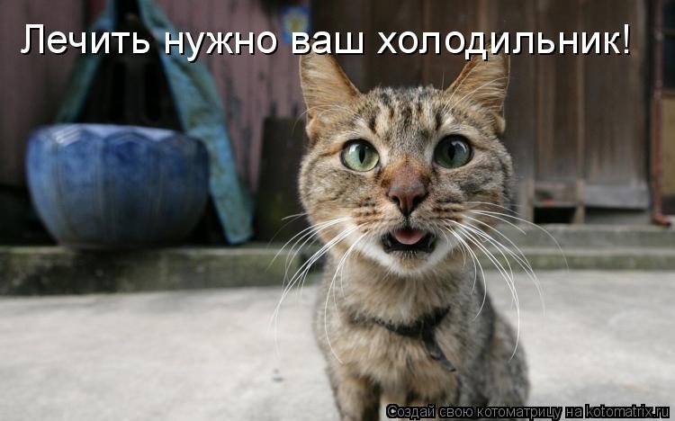 Котоматрица: Лечить нужно ваш холодильник!