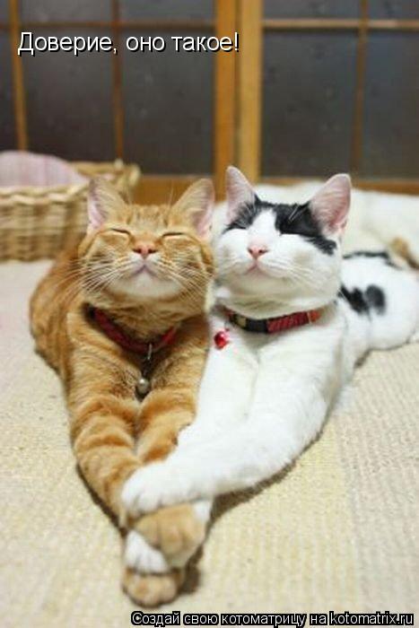 Котоматрица: Доверие, оно такое!