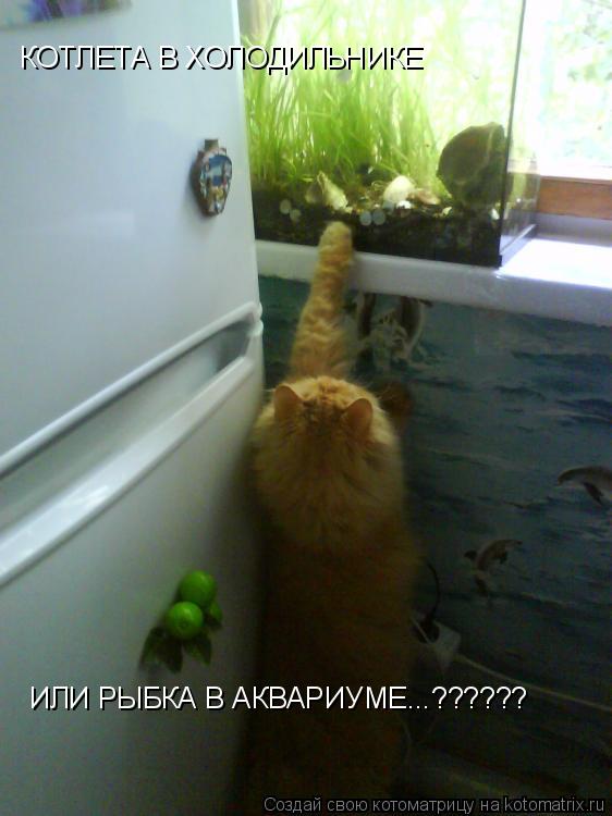 Котоматрица: ИЛИ РЫБКА В АКВАРИУМЕ...?????? КОТЛЕТА В ХОЛОДИЛЬНИКЕ