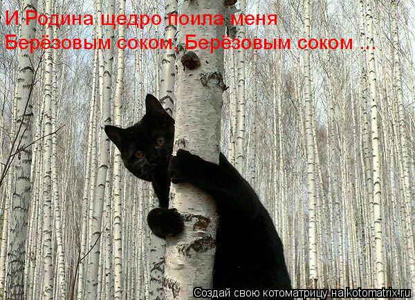 Котоматрица: И Родина щедро поила меня  Берёзовым соком, Берёзовым соком ...