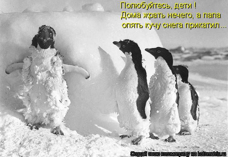 Котоматрица: Полюбуйтесь, дети ! Дома жрать нечего, а папа опять кучу снега прикатил  ...