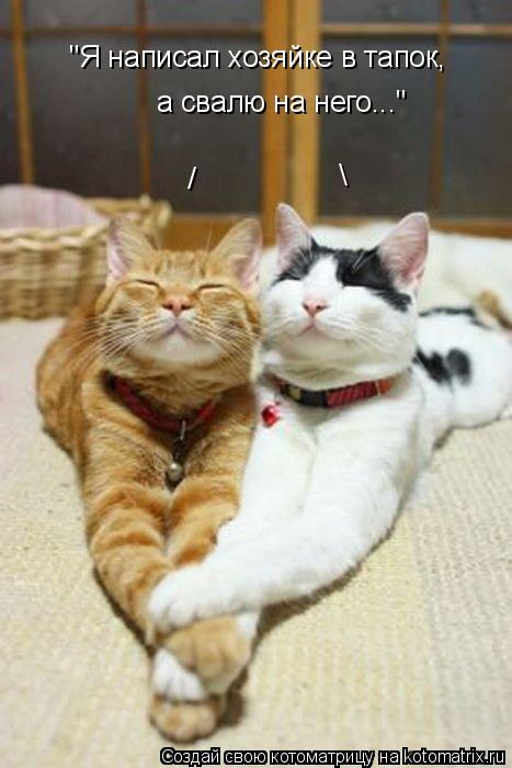 Котоматрица: / \ "Я написал хозяйке в тапок,  а свалю на него..."