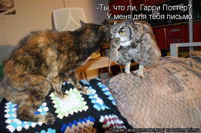Котоматрица: -Ты, что ли, Гарри Поттер?  У меня для тебя письмо.
