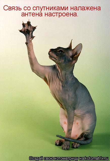 Котоматрица: Связь со спутниками налажена антена настроена.