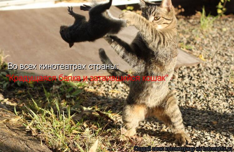 Во всех кинотеатрах страны: Во всех кинотеатрах страны: "Крадущаяся белка и затаившийся кошак"... Котоматрица: Во всех кинотеатрах страны: Во всех кинотеатрах страны: "Крадущаяся белка и затаившийся кошак"