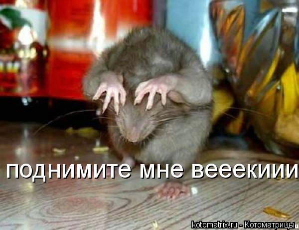 Котоматрица: поднимите мне вееекиии!