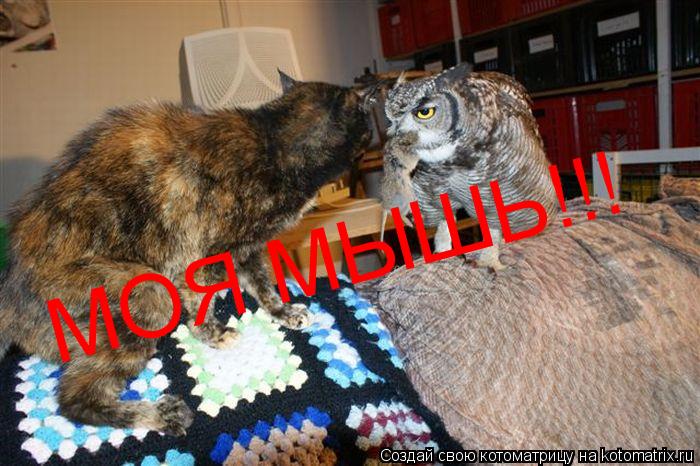 Котоматрица: МОЯ МЫШЬ!!!