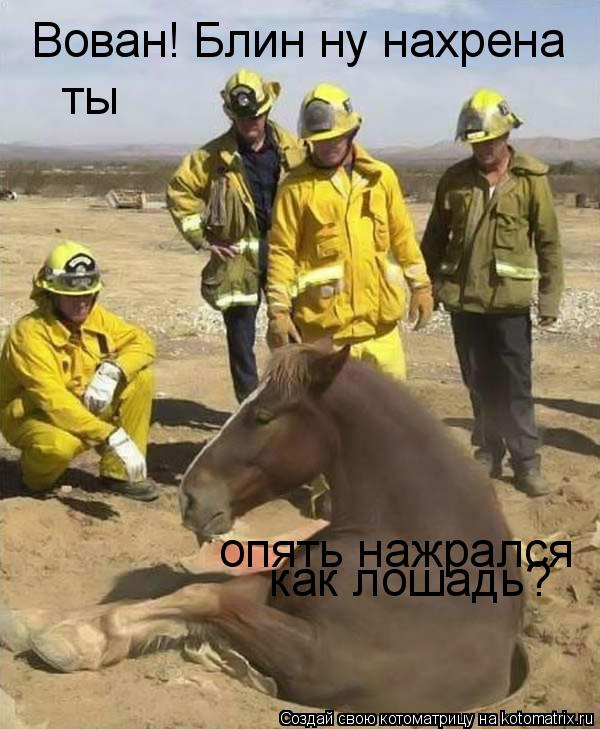 Котоматрица: Вован! Блин ну нахрена  ты  опять нажрался как лошадь?