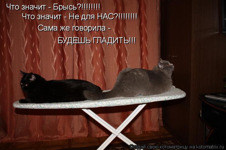 Котоматрица: Что значит - Брысь?!!!!!!!! Что значит - Не для НАС?!!!!!!!! Сама же говорила -  БУДЕШЬ ГЛАДИТЬ!!!