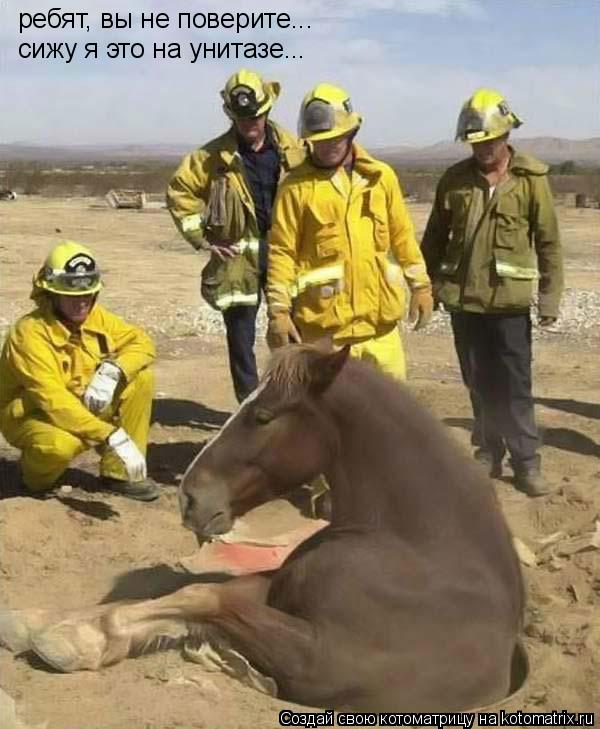 Котоматрица: ребят, вы не поверите... сижу я это на унитазе...