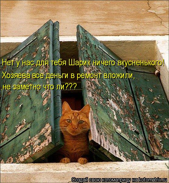 Котоматрица: Нет у нас для тебя Шарик ничего вкусненького! Хозяева все деньги в ремонт вложили, не заметно что ли???
