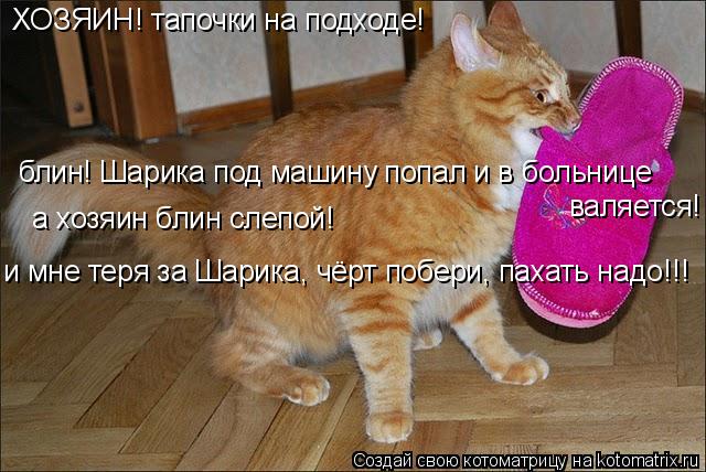 Котоматрица: ХОЗЯИН! тапочки на подходе! блин! Шарика под машину попал и в больнице валяется! а хозяин блин слепой! и мне теря за Шарика, чёрт побери, пахат