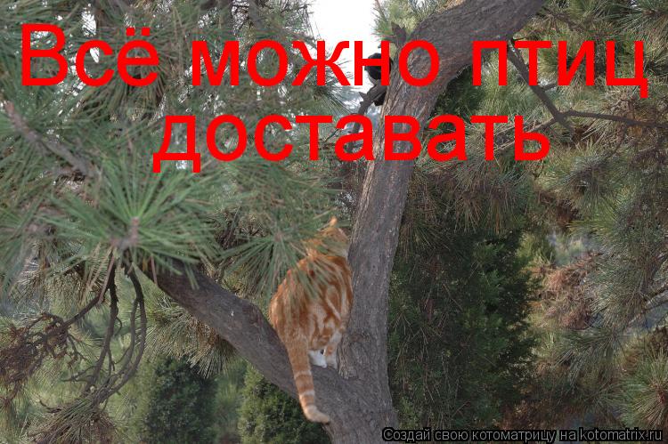 Котоматрица: Всё можно птиц доставать  доставать