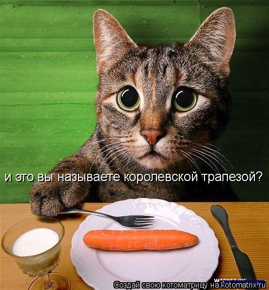 Котоматрица: и это вы называете королевской трапезой?