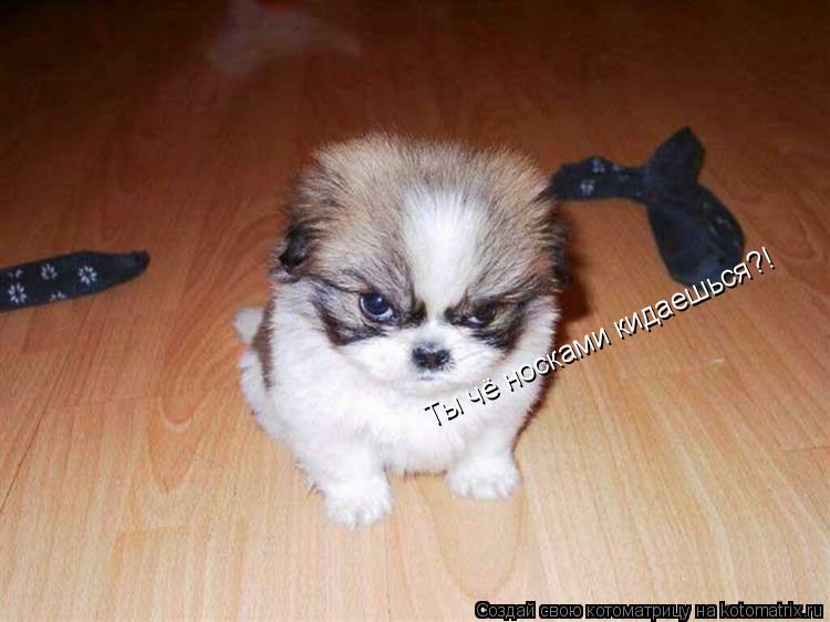 Котоматрица: Ты чё носками кидаешься?!