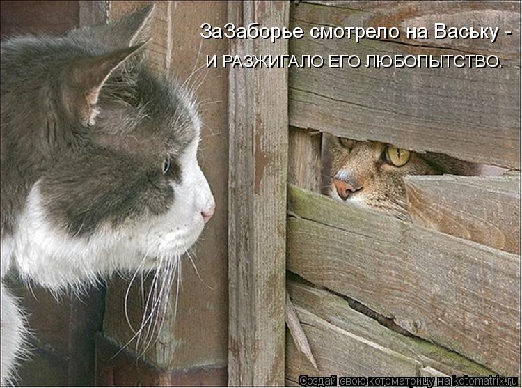 Котоматрица: ЗаЗаборье смотрело на Ваську - И РАЗЖИГАЛО ЕГО ЛЮБОПЫТСТВО.
