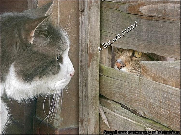 Котоматрица: А Васька лооох!