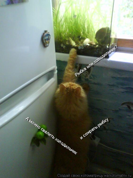 Котоматрица: Рыбка или холодильник? А можно свалить холодильник и сожрать рыбку