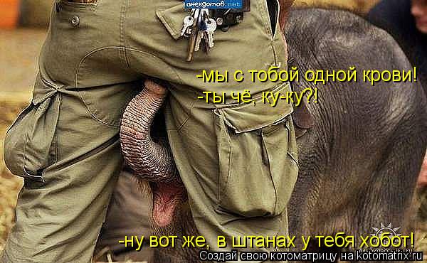 Котоматрица: -мы с тобой одной крови! -ты чё, ку-ку?! -ну вот же, в штанах у тебя хобот!