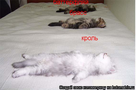 Котоматрица: кроль брасс баттерфляй