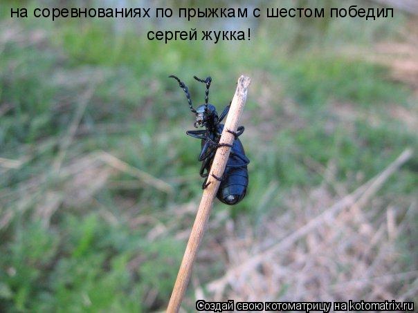 на соревнованиях по прыжкам с шестом победил сергей жукка!... Котоматрица: на соревнованиях по прыжкам с шестом победил сергей жукка!