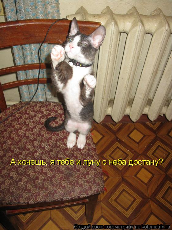 Котоматрица: А хочешь, я тебе и луну с неба достану?