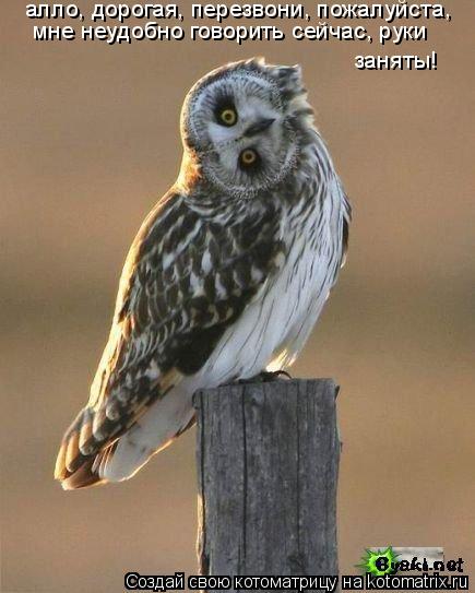 Котоматрица: алло, дорогая, перезвони, пожалуйста, мне неудобно говорить сейчас, руки заняты!