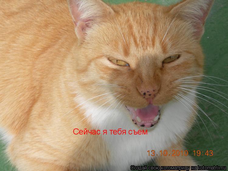 Котоматрица: Сейчас я тебя съем