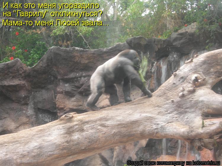 Котоматрица: И как это меня угораздило на "Гаврилу" откликнуться? Мама-то меня Люсей звала...