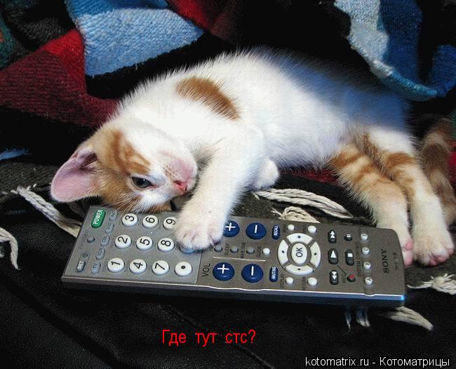 Котоматрица: Где  тут  стс?