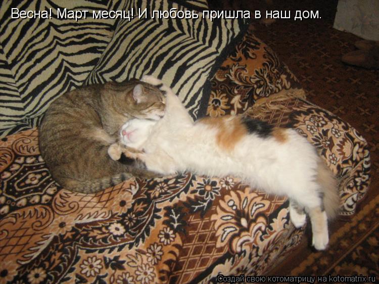 Котоматрица: Весна! Март месяц! И любовь пришла в наш дом.