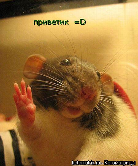 Котоматрица: приветик  =D