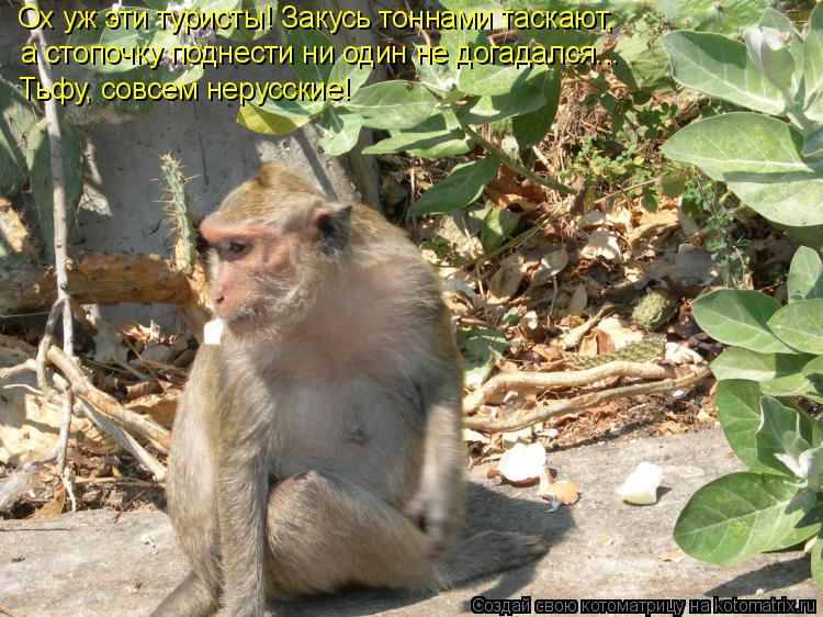 Котоматрица: Ох уж эти туристы! Закусь тоннами таскают, а стопочку поднести ни один не догадался... Тьфу, совсем нерусские!