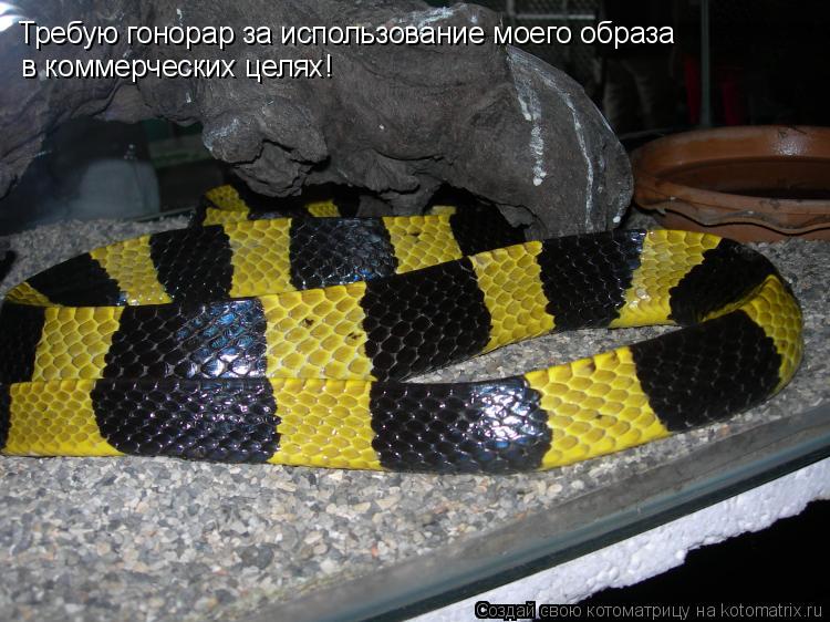 Требую гонорар за использование моего образа в коммерческих целях!... Котоматрица: Требую гонорар за использование моего образа в коммерческих целях!