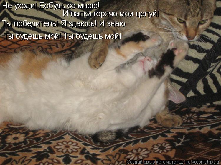 Котоматрица: Не уходи! Бобудь со мною! И лапки горячо мои целуй! Ты победитель! Я здаюсь! И знаю  Ты будешь мой! Ты будешь мой!
